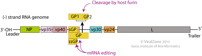 http://education.expasy.org/images/Filovirus_genome.png